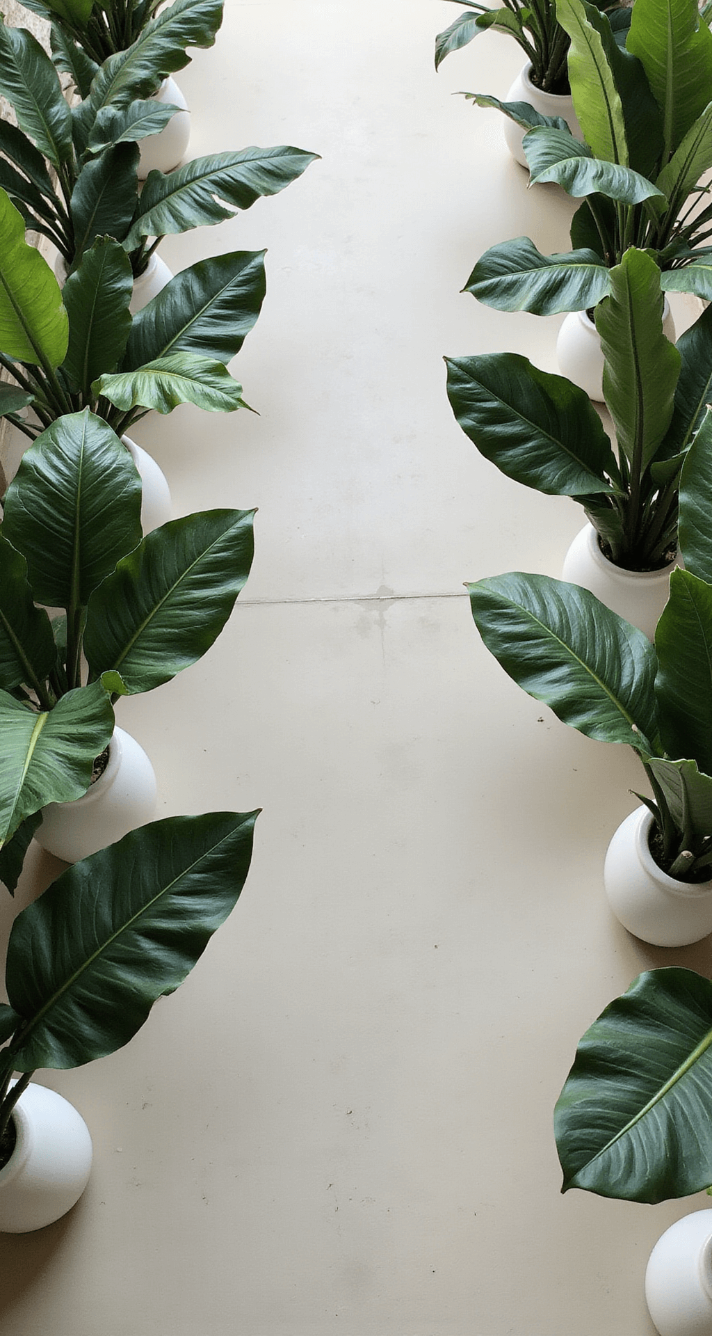 How to Create Stunning Banana Leaf Decor for Your Wedding Day A minimalist wedding ceremony aisle featuring banana leaf clusters in white ceramic vessels, arranged to guide the eye toward the altar, illuminated by soft natural light that casts gentle shadows, showcasing geometric precision and elegance.